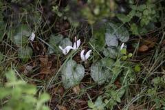 Cyclamen creticum