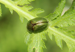 Cassida stigmatica