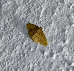 Heterolocha polymorphoides