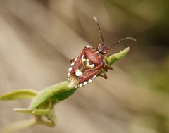 Codophila varia