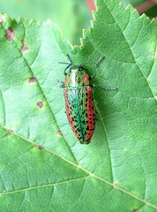 Lamprodila decipiens