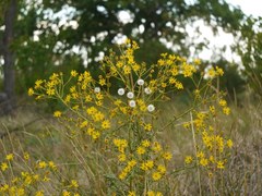 Asteraceae