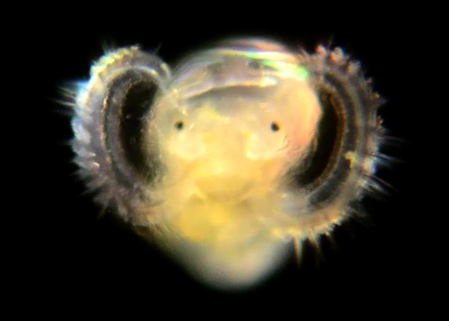 Onyx Slippersnail