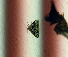 Prochasma dentilinea