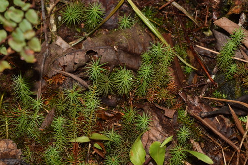 Polytrichum image