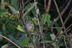 Phylloscopus fuscatus