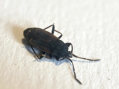 Eremocoris plebejus