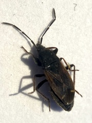 Eremocoris plebejus