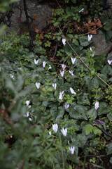 Cyclamen creticum