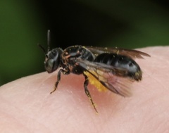 Protandrena passiflorae