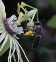Protandrena passiflorae
