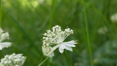 Astrantia minor