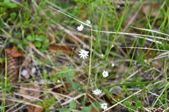 Stellaria peduncularis