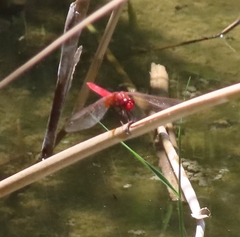 Crocothemis erythraea