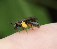 Protandrena passiflorae