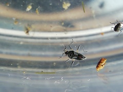 Microvelia pulchella