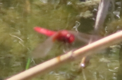 Crocothemis erythraea