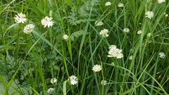 Astrantia minor