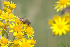 Eristalis tenax