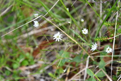 Stellaria peduncularis