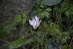 Cyclamen creticum