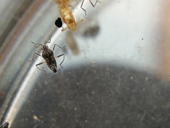 Microvelia pulchella