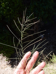 Leptochloa panicea