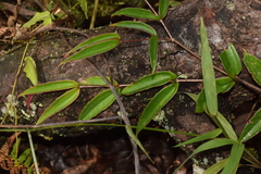 Medinilla micranthera