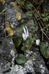 Cyclamen creticum