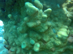 Millepora exaesa