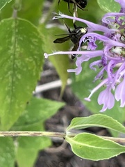 Anthophila
