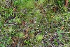 Stellaria peduncularis