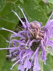 Anthophila