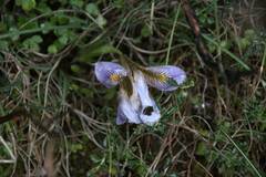 Iris unguicularis cretensis