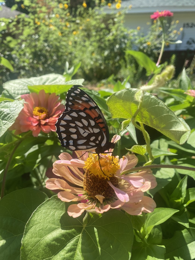 Regal Fritillary from Sunset Dr, Norman, OK, US on July 11, 2022 at 11: ...