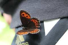 Erebia ligea
