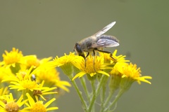 Eristalis tenax