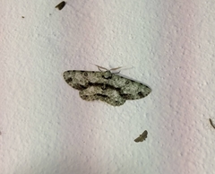 Ophthalmitis cordularioides