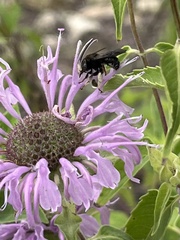 Anthophila