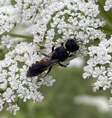 Lestica clypeata