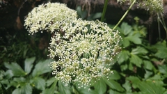 Peucedanum ostruthium