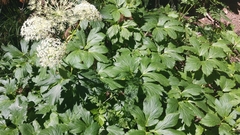 Peucedanum ostruthium