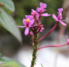 Epidendrum arachnoglossum