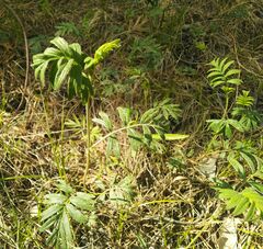 Sibbaldianthe orientalis