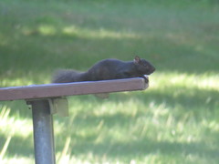 Sciurus carolinensis