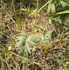 Sibbaldianthe orientalis