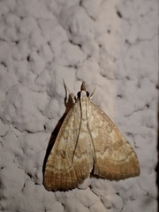Udea fulvalis