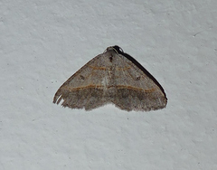 Digrammia neptaria