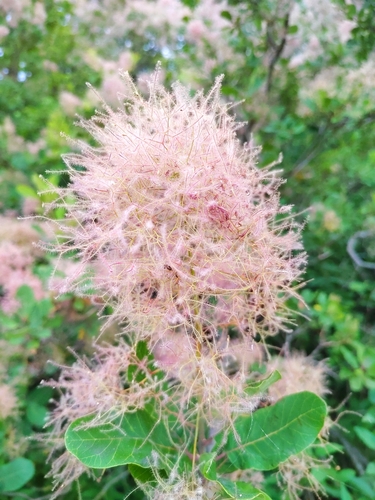 European smoketree (Cotinus coggygria)