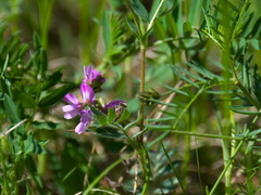 Astragalus versicolor